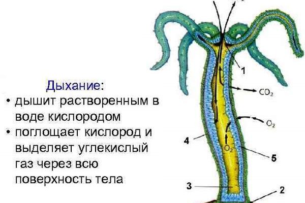 Рабочая ссылка на кракен в торе