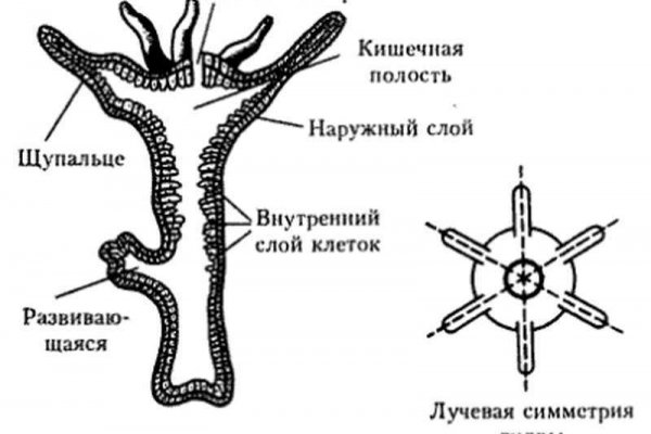 Кракен клир ссылка