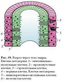 Гидра в даркнете